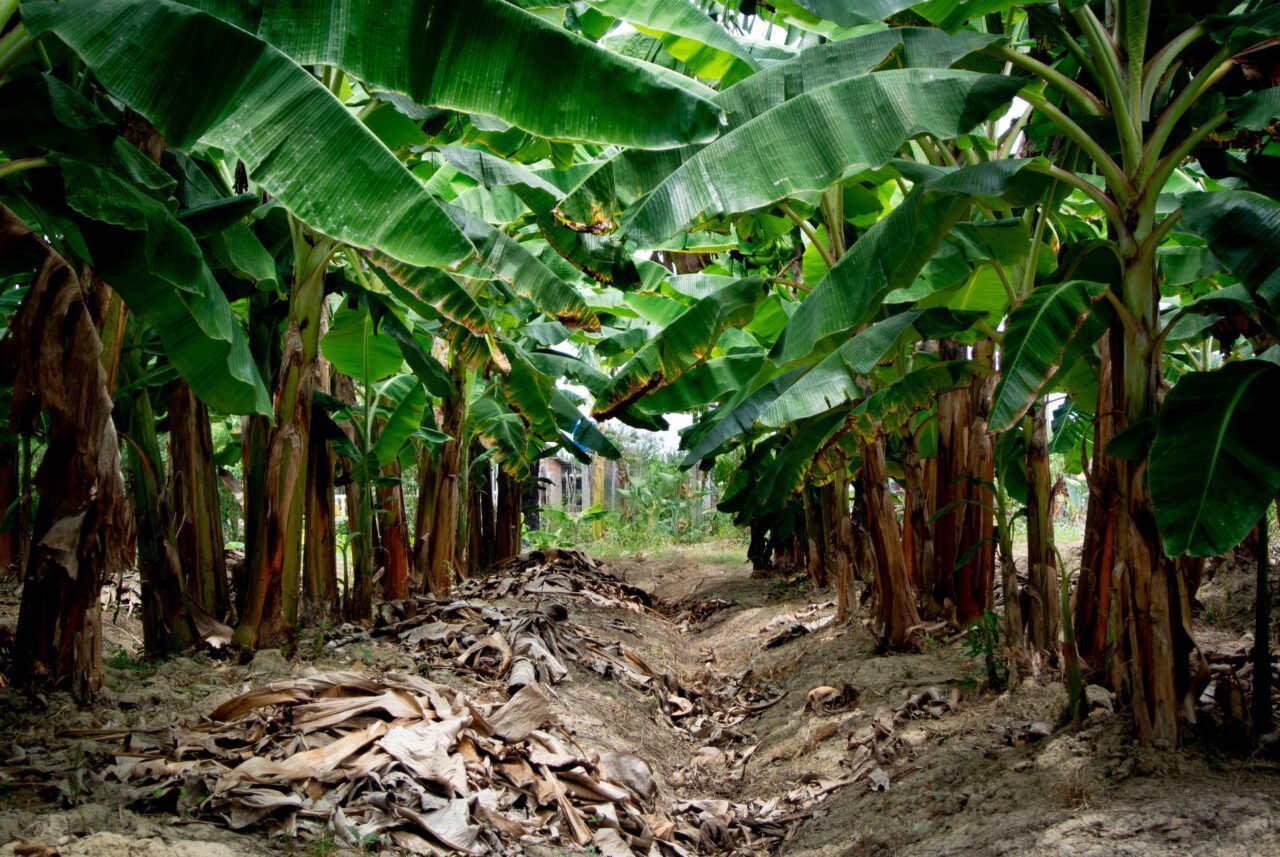 Grow Guide - Banana Tree | Second Mile Journey