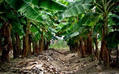 Grow Guide – Banana Tree