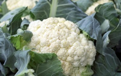 Grow Guide – Cauliflower