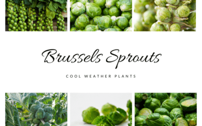 Grow Guide – Brussels Sprouts