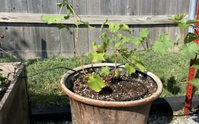 Grow Guide – Grapevines