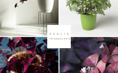 Grow Guide – Oxalis Triangularis