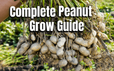 Grow Guide – Peanuts