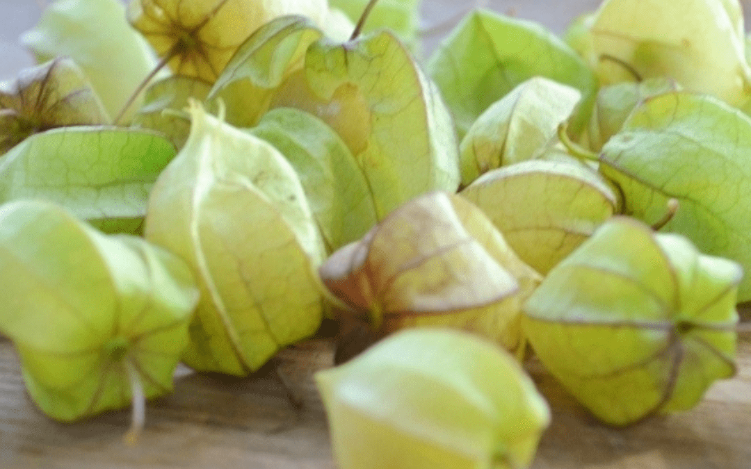 Grow Guide – Ground Cherry