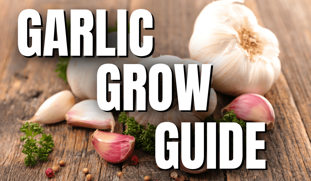 Grow Guide – Garlic