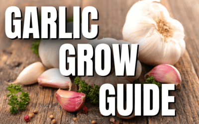 Grow Guide – Garlic