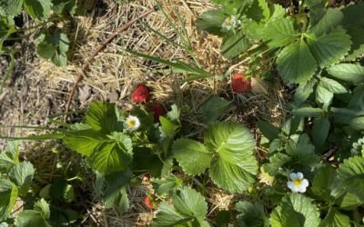 Grow Guide – Strawberry