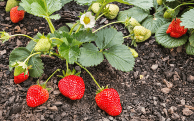 How To Properly Plant & Propagate Strawberries